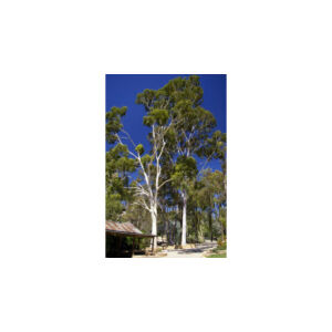 Eukaliptusz citriodora illóolaj
